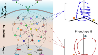 Information Processing with Transients featured image