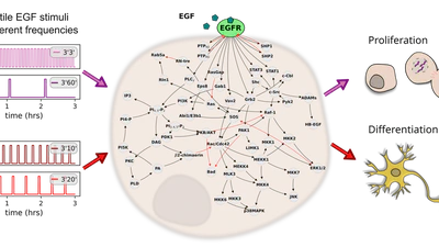 Homeorhetic regulation of cellular phenotype featured image